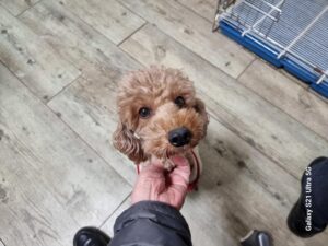 경동동물병원에서 보호중인 유기된 강아지안내.