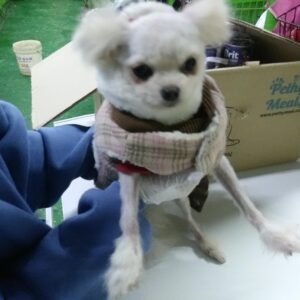 인천광역시수의사회에서 보호중인 유기된 강아지정보.