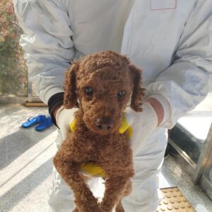 구미시 동물보호센터에서 01월 07일 발견해서 보호하고 있는 강아지 정보.