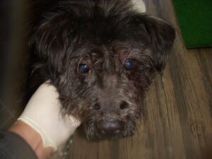 오산 유기동물보호소에서 보호하고 있는 유기된 강아지소개합니다.