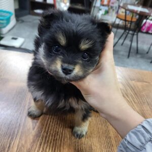 금강동물병원에서 01월 09일 발견해서 보호하고 있는 강아지 정보입니다.