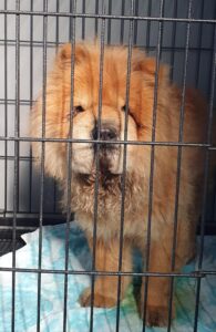 하남동물보호센터에서 보호하고 있는 유기된 강아지안내드립니다.