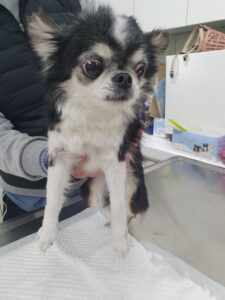 남양주시동물보호센터에서 보호중인 유기된 강아지정보.
