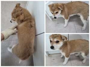 논산시 동물보호센터에서 보호하고 있는 유기된 강아지안내드립니다.