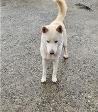 유기동물 삼호 보호소에서 보호하고 있는 유기된 강아지정보.