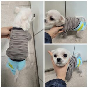 논산시 동물보호센터에서 01월 27일 발견해서 보호하고 있는 강아지 정보입니다.