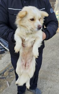 창녕 유기동물보호소에서 01월 28일 발견해서 보호하고 있는 강아지 정보.
