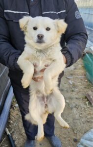 창녕 유기동물보호소에서 01월 29일 발견해서 보호하고 있는 강아지 정보안내.