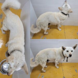 논산시 동물보호센터에서 보호하고 있는 유기된 강아지입니다.