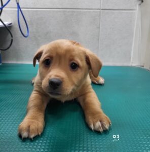 옥천동물병원에서 보호중인 유기된 강아지안내드립니다.