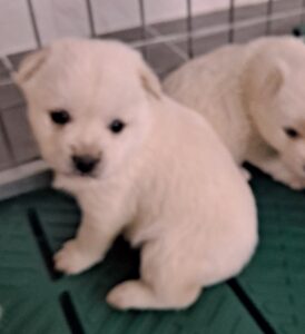 유기동물 삼호 보호소에서 02월 03일 발견해서 보호하고 있는 강아지 정보입니다.
