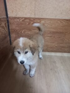 청도군동물보호소에서 02월 05일 발견해서 보호하고 있는 강아지 정보안내.