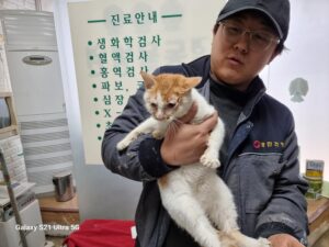 경동동물병원에서 보호중인 유기된 고양이안내.