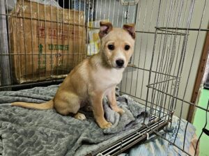 진해유기동물보호소에서 02월 12일 발견해서 보호하고 있는 강아지 정보입니다.