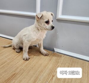 옥천동물병원에서 02월 16일 발견해서 보호하고 있는 강아지 정보.