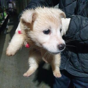 남양동물보호센터에서 보호중인 유기된 강아지안내.