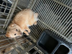 만하농장에서 보호중인 유기된 강아지입니다.