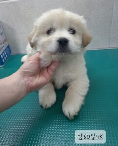 옥천동물병원에서 보호하고 있는 유기된 강아지안내드립니다.