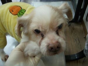 오산 유기동물보호소에서 02월 25일 발견해서 보호하고 있는 강아지 정보안내.