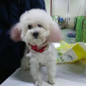 인천광역시수의사회에서 보호중인 유기된 강아지정보.