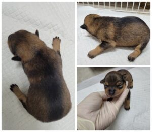 논산시 동물보호센터에서 02월 29일 발견해서 보호하고 있는 강아지 정보입니다.