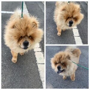 유기동물보호소에서 보호중인 유기된 강아지정보.
