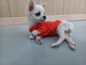 남부여동물보호소에서 03월 06일 발견해서 보호하고 있는 강아지 정보안내.