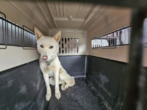 순천시유기동물보호소에서 03월 12일 발견해서 보호하고 있는 강아지 정보안내.