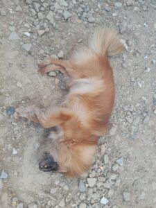 인천광역시수의사회에서 보호중인 유기된 강아지입니다.