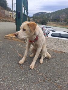 거제시유기동물보호소에서 03월 12일 발견해서 보호하고 있는 강아지 정보안내.