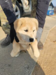 증평 가정견 훈련소에서 03월 14일 발견해서 보호하고 있는 강아지 정보안내.