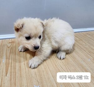 옥천동물병원에서 03월 14일 발견해서 보호하고 있는 강아지 정보안내.