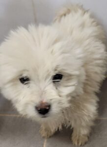 영천유기동물보호센터에서 03월 21일 발견해서 보호하고 있는 강아지 정보.