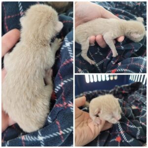 논산시 동물보호센터에서 보호하고 있는 유기된 고양이정보.