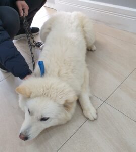 옥천동물병원에서 03월 23일 발견해서 보호하고 있는 강아지 정보.