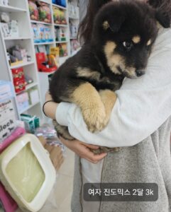옥천동물병원에서 보호하고 있는 유기된 강아지소개합니다.