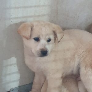 남양동물보호센터에서 보호하고 있는 유기된 강아지안내.