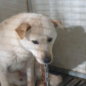 남양동물보호센터에서 03월 27일 발견해서 보호하고 있는 강아지 정보안내.