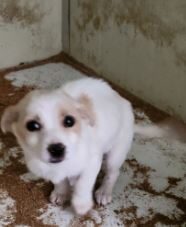 의성동물보호센터에서 03월 27일 발견해서 보호하고 있는 강아지 정보안내.