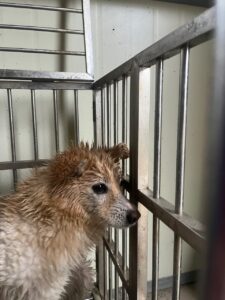 만하농장에서 03월 29일 발견해서 보호하고 있는 강아지 정보.