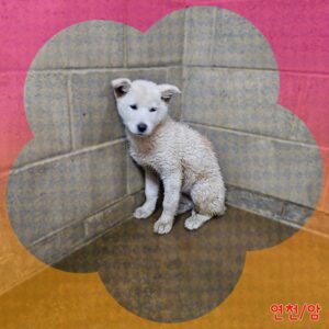 군산유기동물보호센터에서 03월 29일 발견해서 보호하고 있는 강아지 정보입니다.