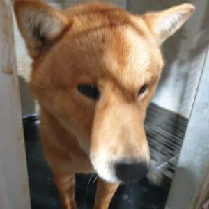 남양동물보호센터에서 03월 30일 발견해서 보호하고 있는 강아지 정보.