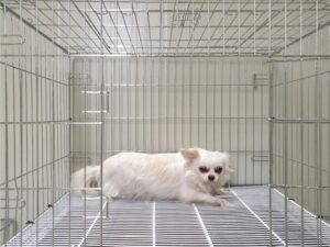 위더스 동물보호센터에서 03월 31일 발견해서 보호하고 있는 강아지 정보.