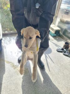 구미시 동물보호센터에서 03월 31일 발견해서 보호하고 있는 강아지 정보입니다.