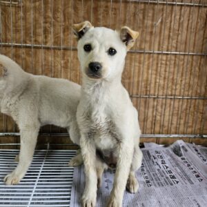 장성군동물보호센터에서 04월 01일 발견해서 보호하고 있는 강아지 정보입니다.