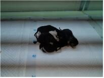 (사)하얀비둘기에서 04월 02일 발견해서 보호하고 있는 고양이 정보안내.