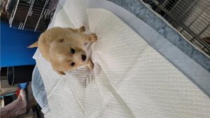 정읍시 동물보호소에서 보호중인 유기된 강아지안내.