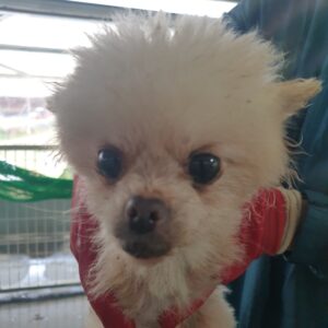남양동물보호센터에서 04월 04일 발견해서 보호하고 있는 강아지 정보입니다.
