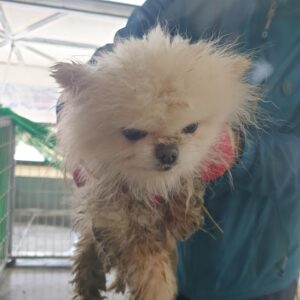 남양동물보호센터에서 04월 04일 발견해서 보호하고 있는 강아지 정보안내.