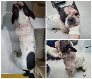 논산시 동물보호센터에서 04월 05일 발견해서 보호하고 있는 강아지 정보.